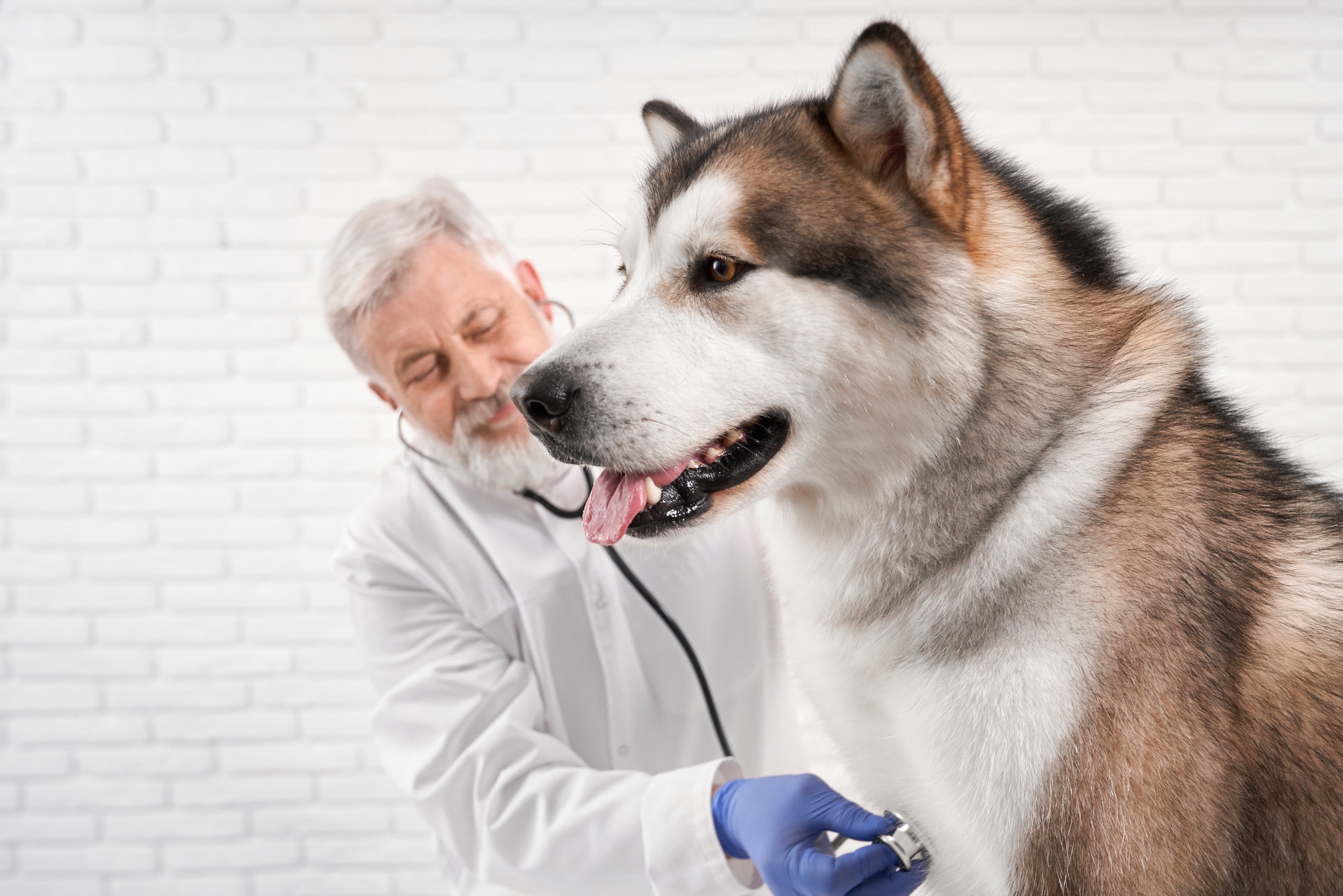 Veterinary examination of Dog