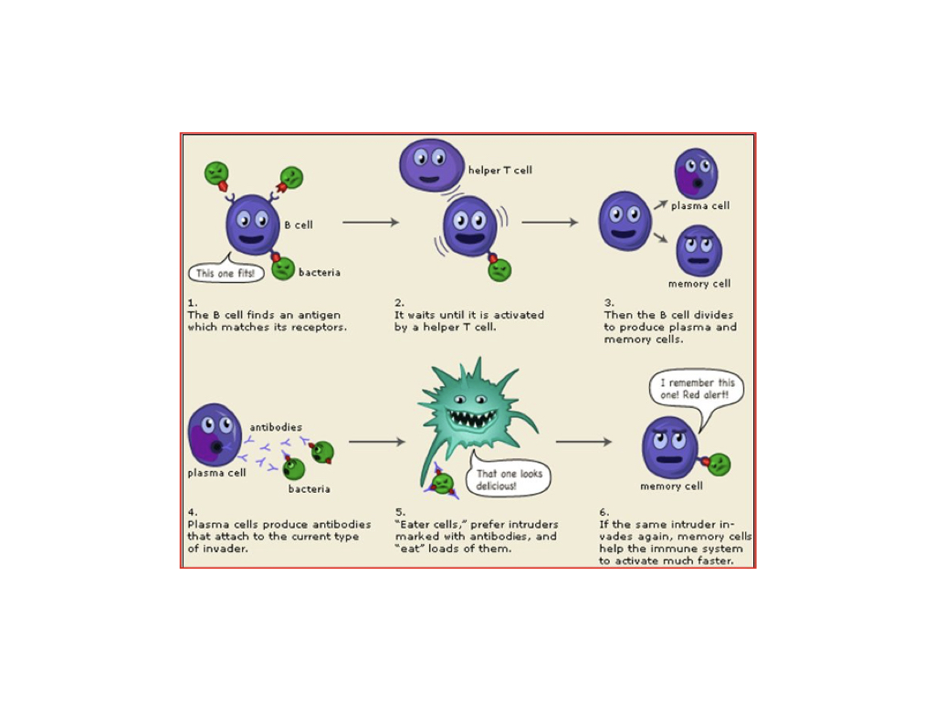Detailed Immune Response
