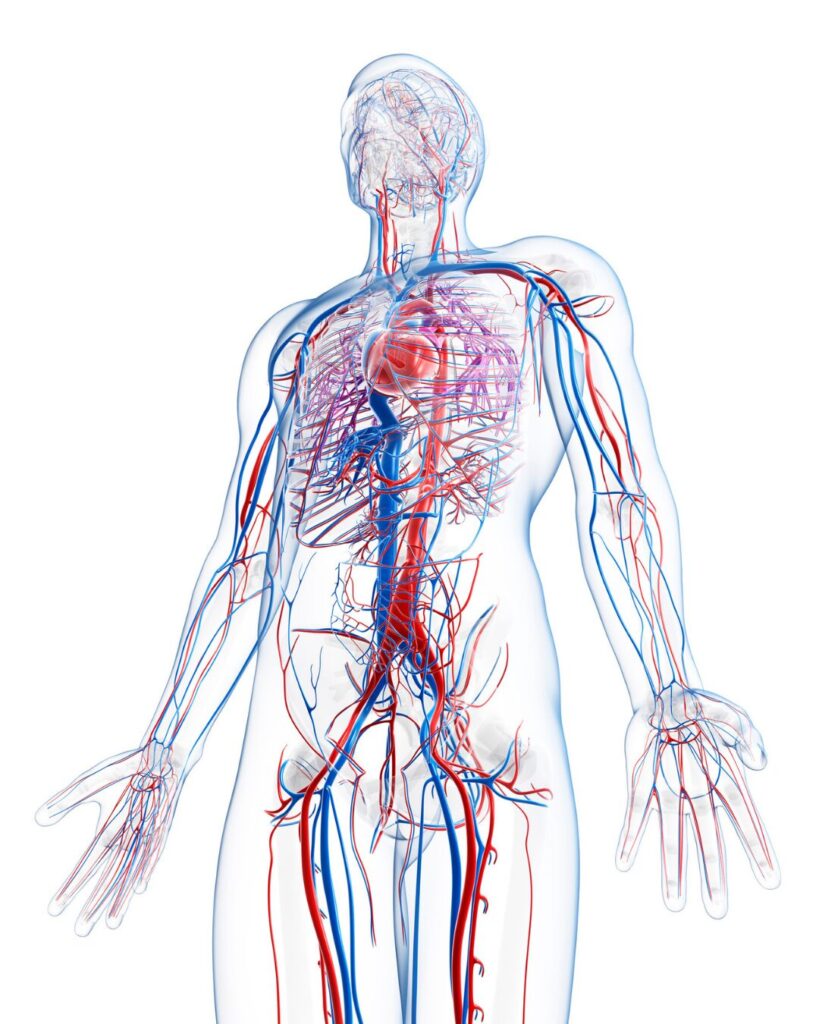 The Traits of Healthy People 2 Diagram showing efficient oxygen delivery in the human body. Healthy arteries expand and contract quickly, delivering oxygen-rich blood to tissues with high diffusion rates, compared to sluggish flow in unhealthy systems.