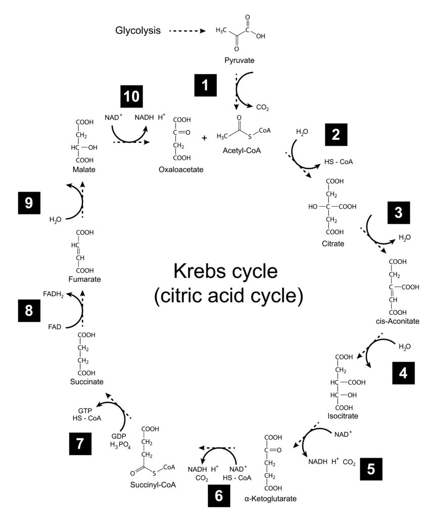 Exposing The Myth of the “Expert” Who Understands the Human Body 1 Diagram of the Krebs biochemical cycle, also known as the Pyruvic acid cycle