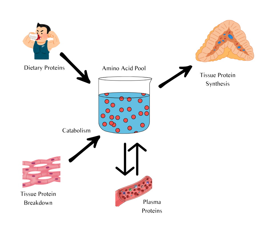 The Truth About Protein: Myths, Facts, and What Your Body Really Needs 3 Illustration of amino acid pool as a two-week reservoir with dietary intake inflow and protein synthesis outflow.