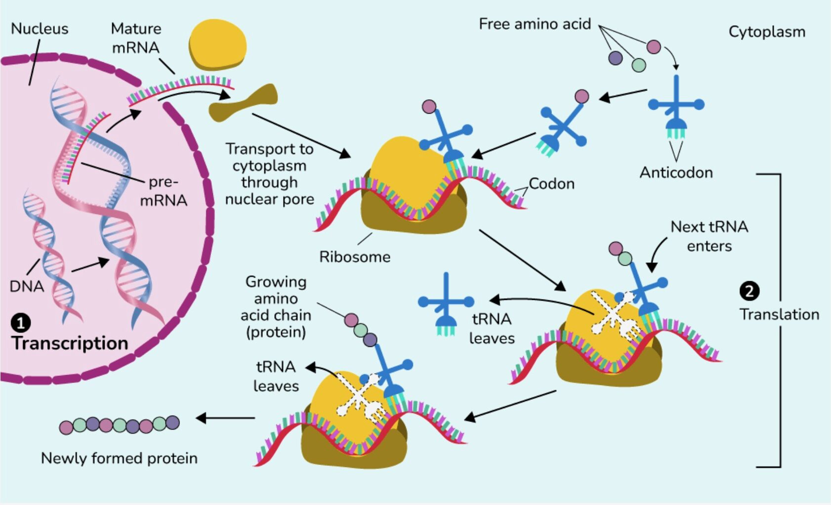 The Truth About Protein: Myths, Facts, and What Your Body Really Needs 2 Infographic showing protein synthesis from DNA to mRNA to ribosomes to functional proteins.