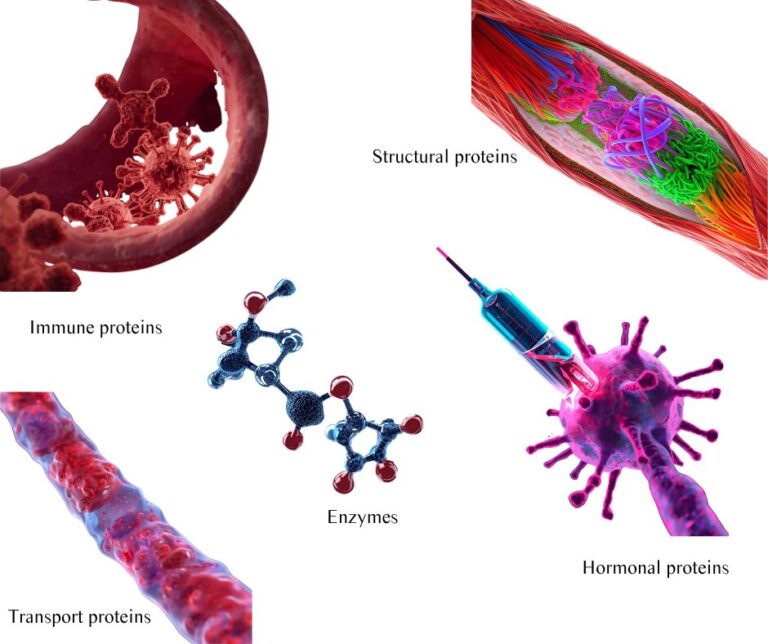 The Truth About Protein: Myths, Facts, and What Your Body Really Needs 1 ALT text: Diagram showing structural, enzymatic, hormonal, immune, and transport proteins at work in the human body.
