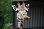 giraffe, chewing, wildlife, animal, nature, wild, safari, chew, mouth, feeding, eat, cute, wilderness, eating, natural, chewing, chewing, chewing, chew, chew, chew, chew, chew