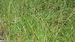 grass, roughage, pasture, green, agriculture, nature, plant, field, hay, food, organic, agricultural, natural, rural, texture, farm, summer, nutrition, feed, fodder