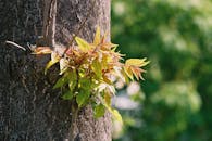 A close-up shot of new leaves growing from tree bark, capturing nature's fresh growth.