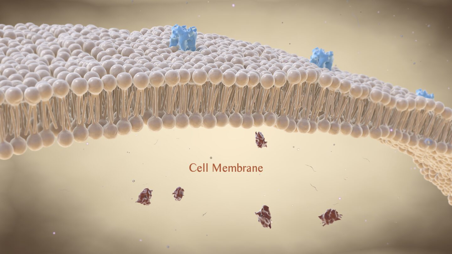Microscopic illustration of a lipid bilayer cell membrane showing phospholipids and fatty acid layers that protect and structure cells.