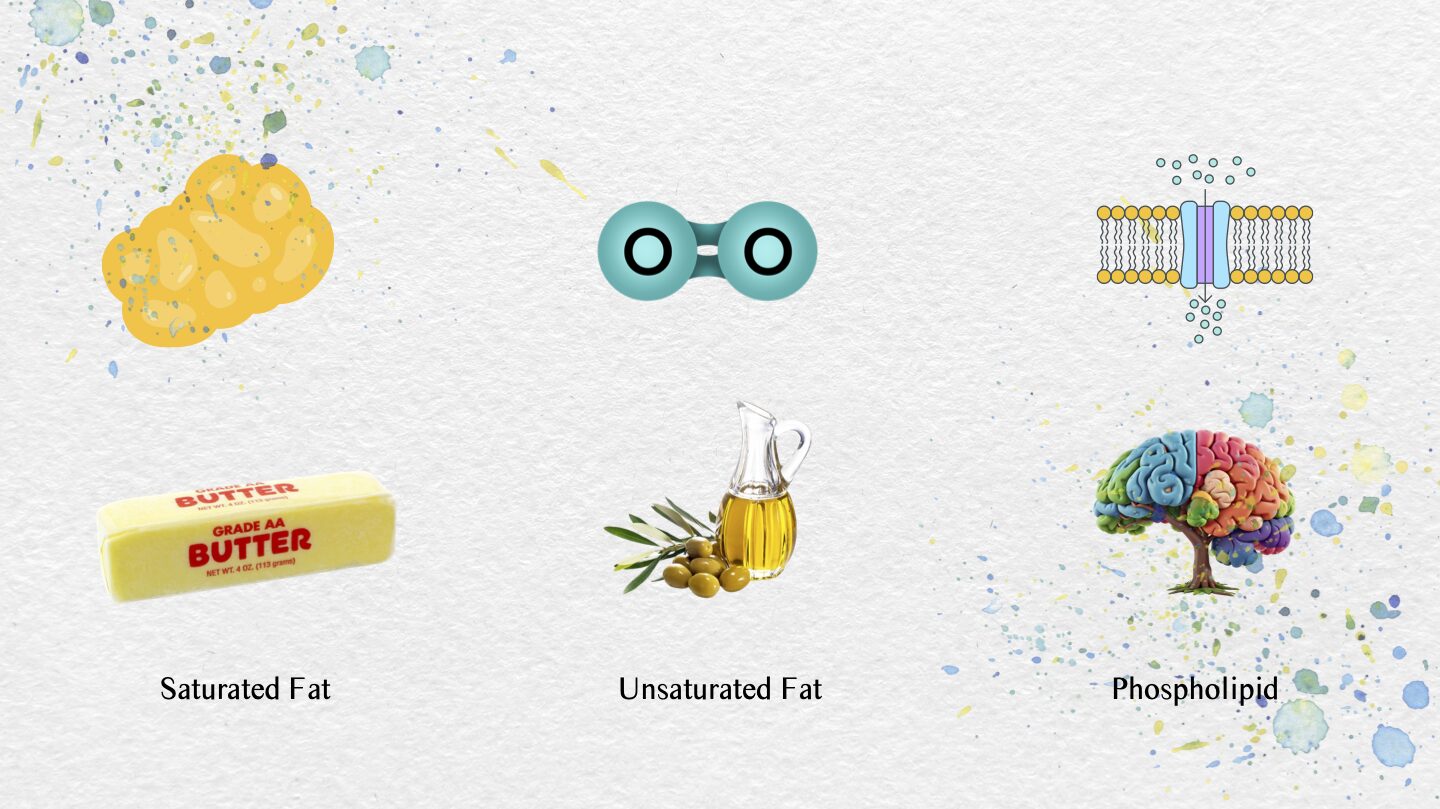 Infographic showing types of fats — saturated, unsaturated, and trans — with food sources like olive oil, avocado, and butter.
