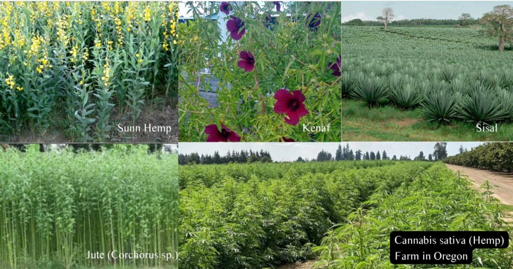 How Hemp Became Cannabis- Comparison of traditional hemp fiber crops including Sunn Hemp, Jute, Kenaf, Abaca, and Sisal alongside a Cannabis sativa hemp plant, illustrating the difference between historical fiber hemp and modern CBD hemp.