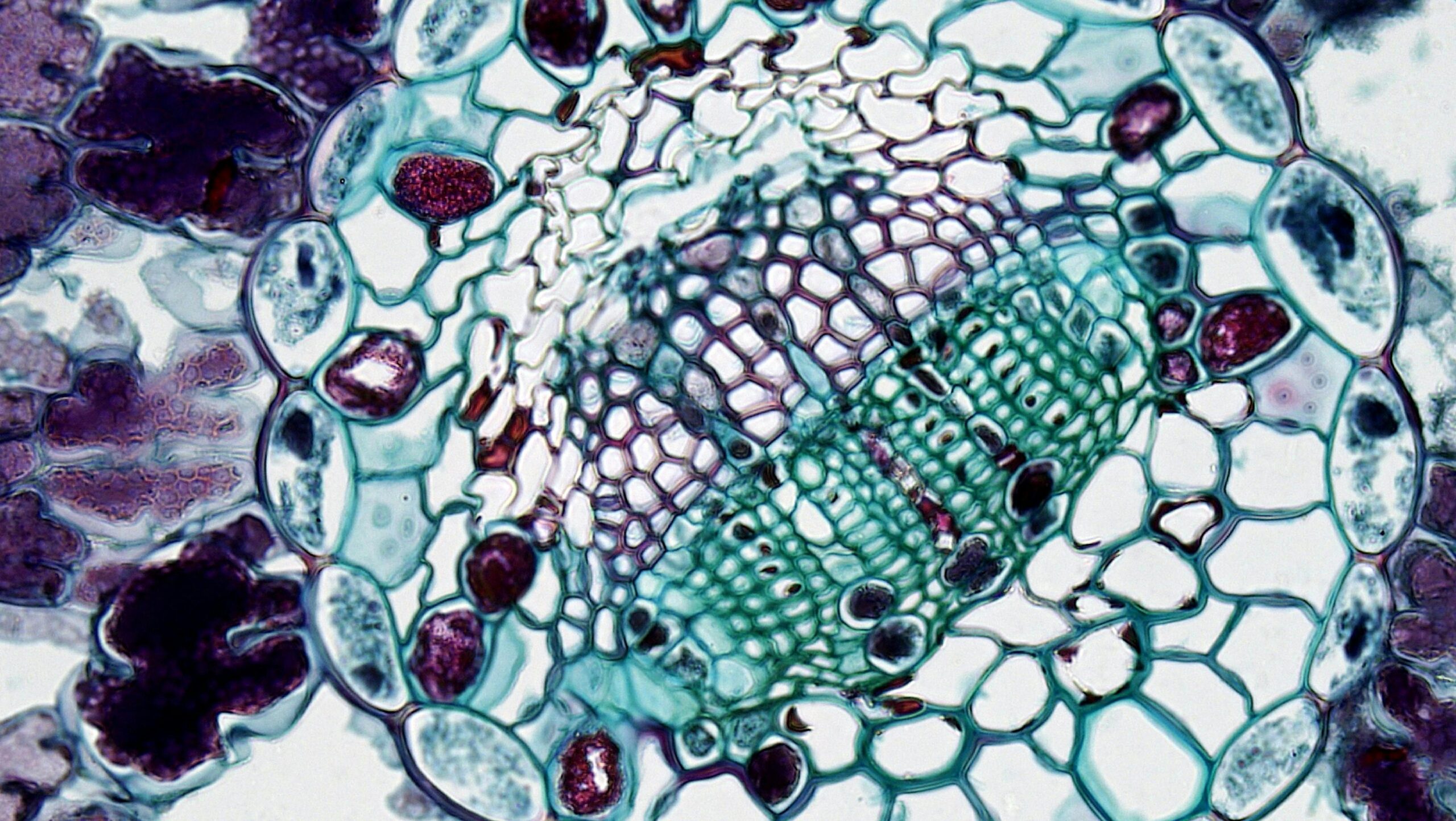 Water: Beyond 8 Glasses — The Mineral Chemistry Your Body Actually Needs 9 Extreme close-up of plant cell structure showing cellular patterns under a microscope.