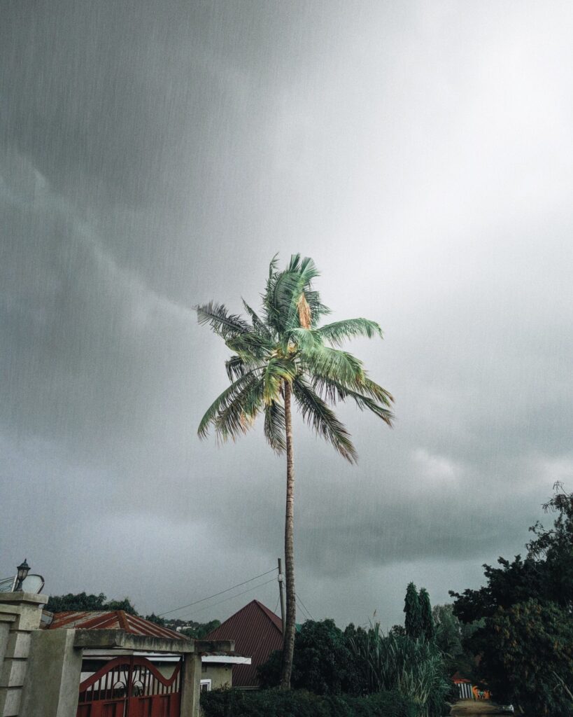 Coconut palm amidst stormy skies with overcast clouds and rain.