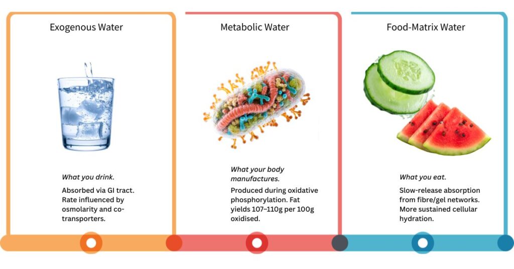 Three-panel infographic showing the three sources of body water: exogenous water from drinking, metabolic water produced during mitochondrial oxidative phosphorylation (up to 110g per 100g fat oxidised), and food-matrix water slowly released from the fibre and gel structures of whole foods