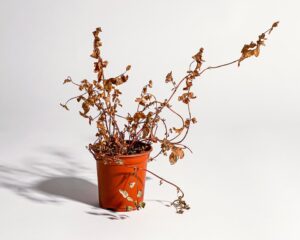 Withered potted plant symbolizing the neglected role of trace elements in health