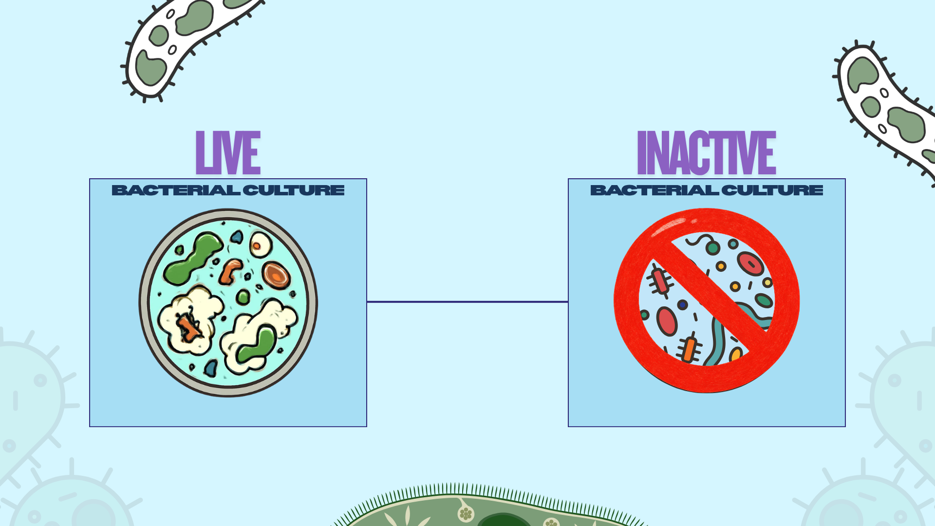 Illustration comparing live bacterial cultures with inactive bacteria after heat treatment in fermented foods.