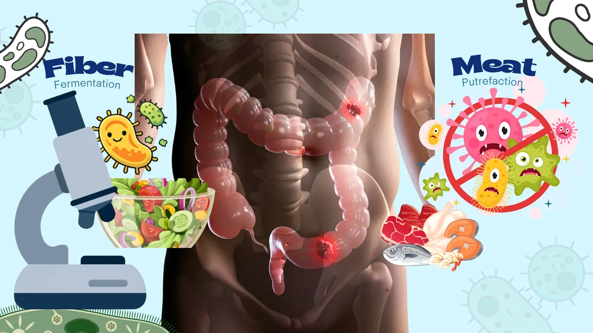 Illustration comparing beneficial fiber fermentation with meat protein putrefaction in the colon and their different effects on gut bacteria.
