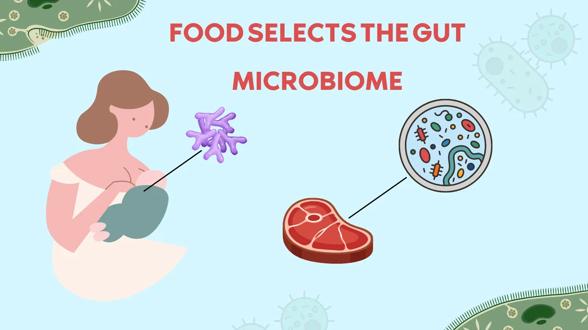 Illustration showing how different foods support different gut bacteria, emphasizing that diet helps determine which microbial populations flourish.